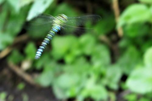Aeshna cyanea